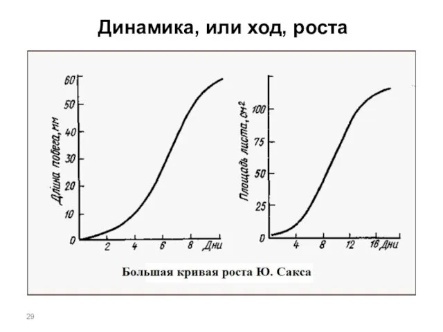 Динамика, или ход, роста