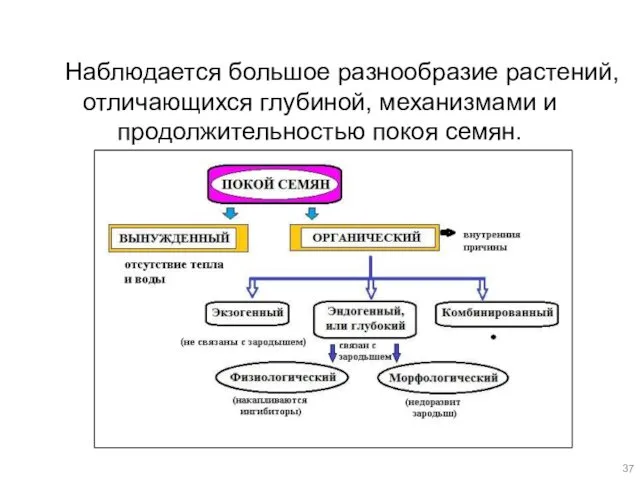 Наблюдается большое разнообразие растений, отличающихся глубиной, механизмами и продолжительностью покоя семян. .