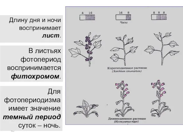 Длину дня и ночи воспринимает лист. В листьях фотопериод воспринимается фитохромом.