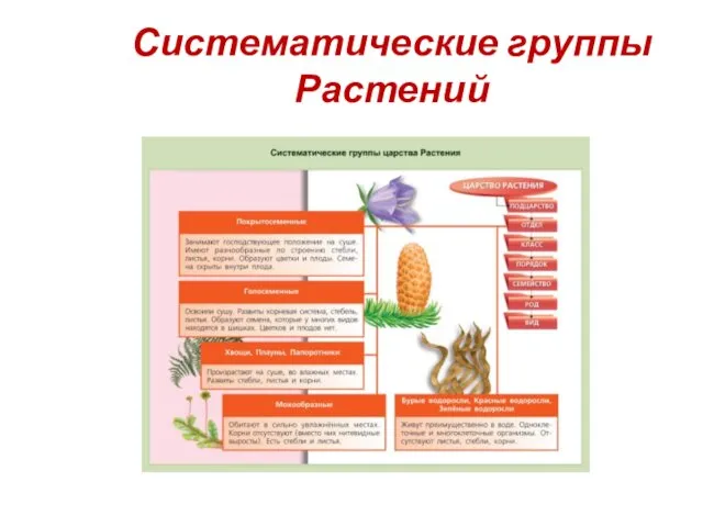 Систематические группы Растений