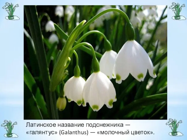 Латинское название подснежника — «галянтус» (Galanthus) — «молочный цветок».