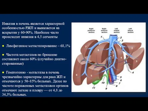 Инвазия в печень является характерной особенностью РЖП и выявляется на вскрытии