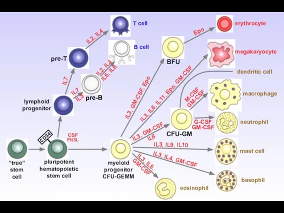 Simplified scheme of hematopoiesis “true” stem cell pluripotent hematopoietic stem cell