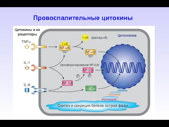 Провоспалительные цитокины