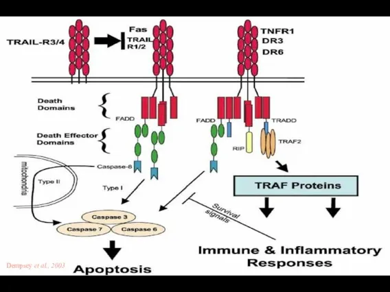 Dempsey et al., 2003