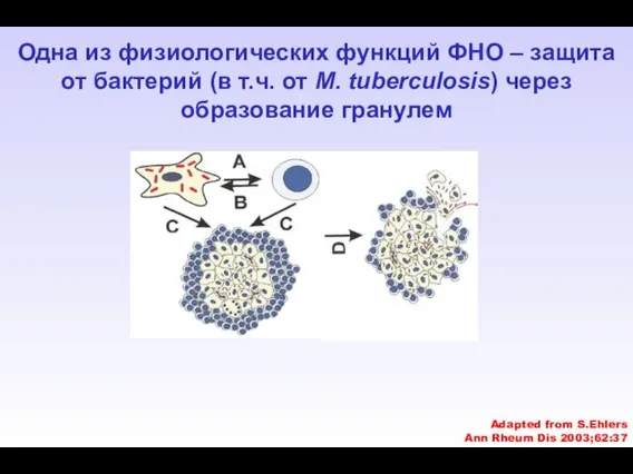 Adapted from S.Ehlers Ann Rheum Dis 2003;62:37 Одна из физиологических функций