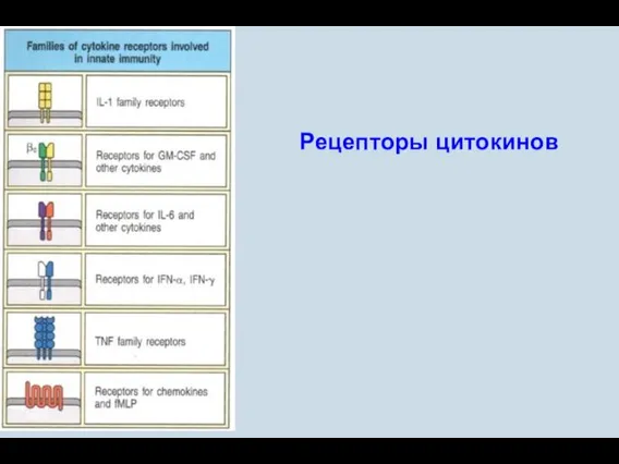 Janeway 8_33 Рецепторы цитокинов