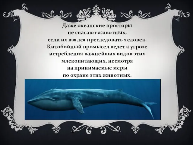 Даже океанские просторы не спасают животных, если их взялся преследовать человек.