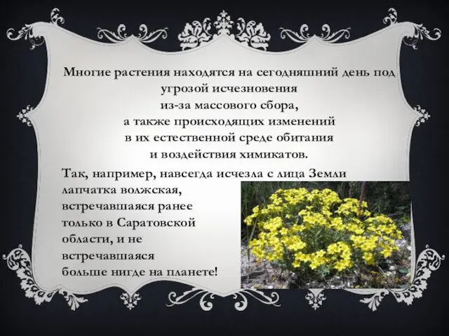 Многие растения находятся на сегодняшний день под угрозой исчезновения из-за массового