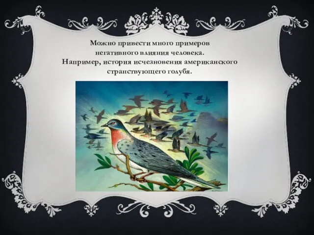 Можно привести много примеров негативного влияния человека. Например, история исчезновения американского странствующего голубя.