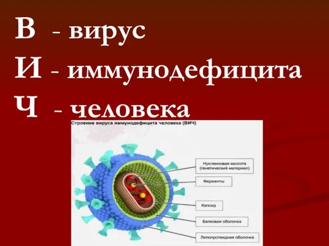 В - вирус И - иммунодефицита Ч - человека