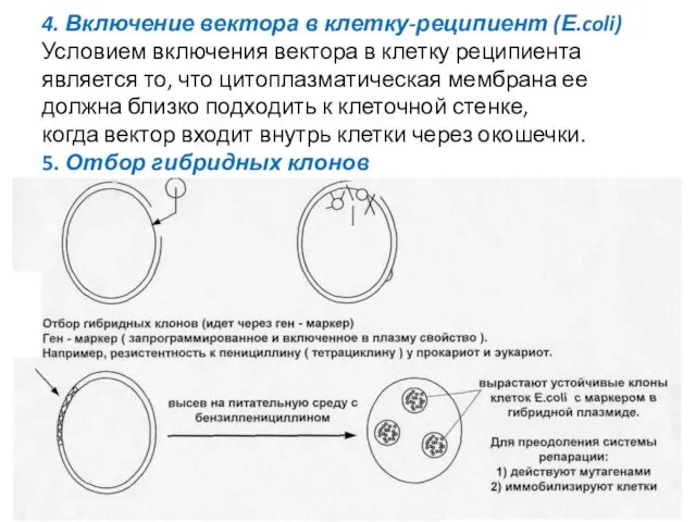 4. Включение вектора в клетку-реципиент (Е.coli) Условием включения вектора в клетку