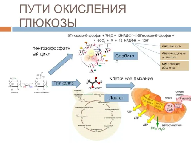 ПУТИ ОКИСЛЕНИЯ ГЛЮКОЗЫ пируват Гликолиз Клеточное дыхание пентозофосфатный цикл Сорбитол Лактат