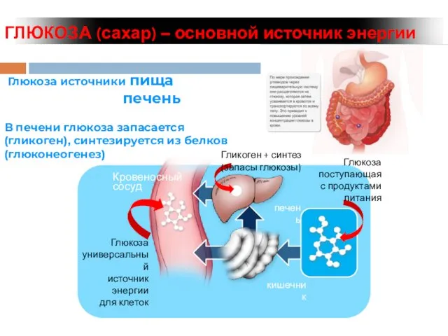 ГЛЮКОЗА (сахар) – основной источник энергии Глюкоза источники пища печень В