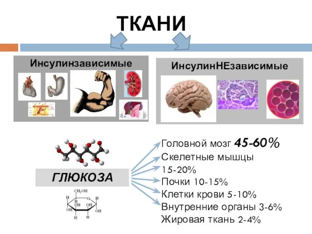 ТКАНИ Инсулинзависимые ИнсулинНЕзависимые ГЛЮКОЗА Головной мозг 45-60% Скелетные мышцы 15-20% Почки