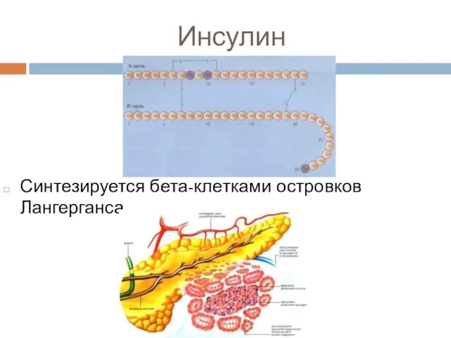 Инсулин Синтезируется бета-клетками островков Лангерганса