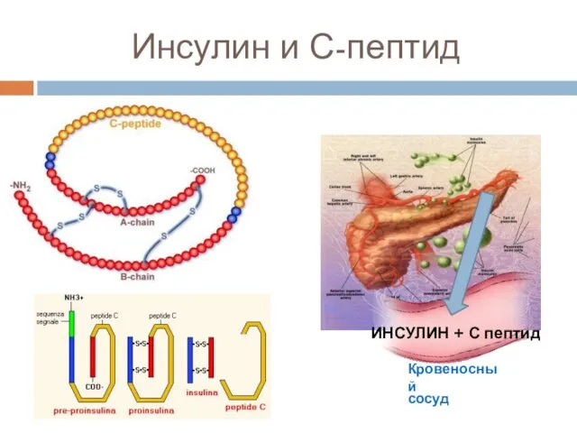 Инсулин и С-пептид Кровеносный сосуд ИНСУЛИН + С пептид