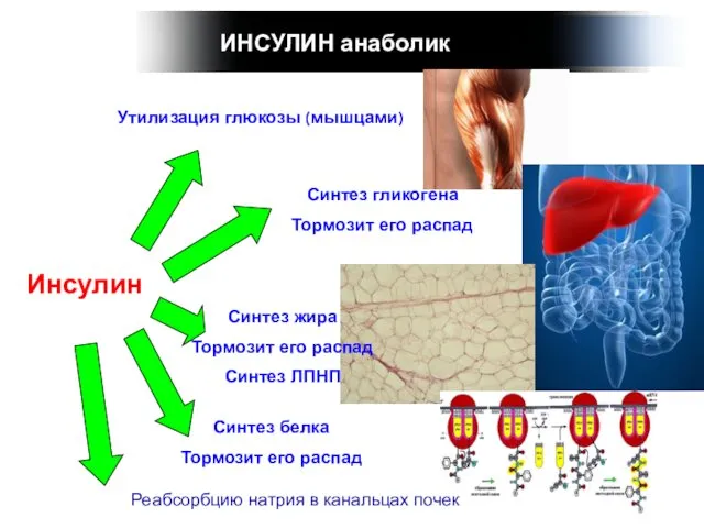 ИНСУЛИН анаболик Инсулин Утилизация глюкозы (мышцами) Синтез гликогена Тормозит его распад