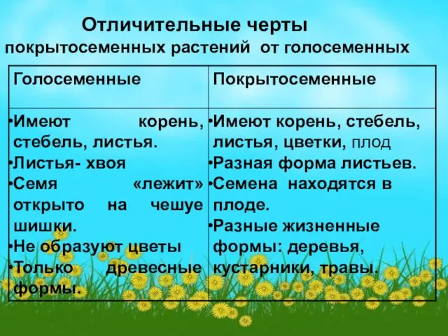 Отличительные черты покрытосеменных растений от голосеменных