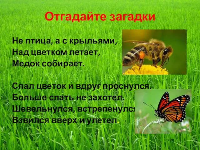 Отгадайте загадки Не птица, а с крыльями, Над цветком летает, Медок