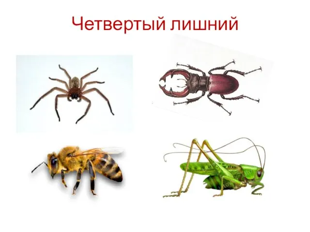 Четвертый лишний