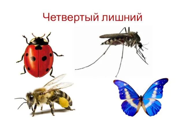 Четвертый лишний