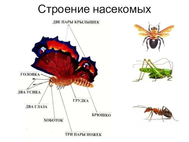 Строение насекомых