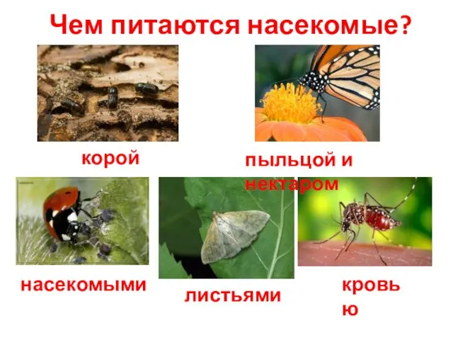 Чем питаются насекомые? корой пыльцой и нектаром насекомыми листьями кровью