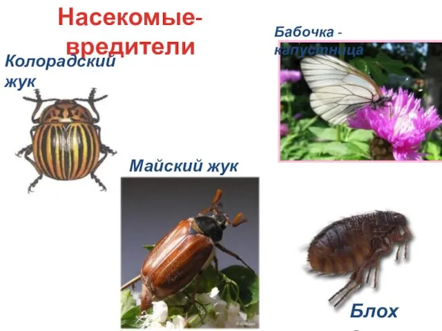 Насекомые-вредители Майский жук Бабочка - капустница Колорадский жук Блоха