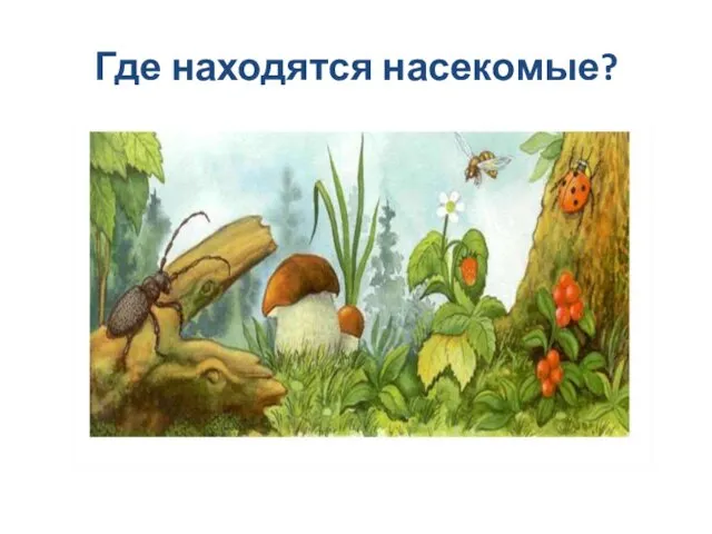 Где находятся насекомые?