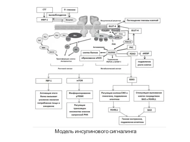 Модель инсулинового сигналинга