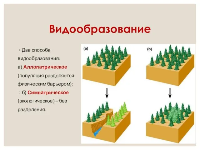 Видообразование Два способа видообразования: а) Аллопатрическое (популяция разделяется физическим барьером); б) Симпатрическое (экологическое) – без разделения.