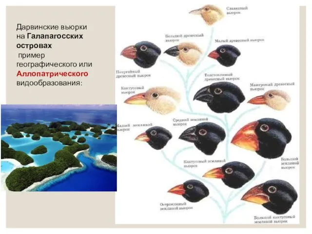 Дарвинские вьюрки на Галапагосских островах пример географического или Аллопатрического видообразования: