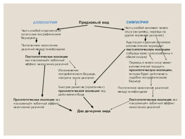 Предковый вид АЛЛОПАТРИЯ СИМПАТРИЯ Часть особей отделяется от остальных географическим барьером