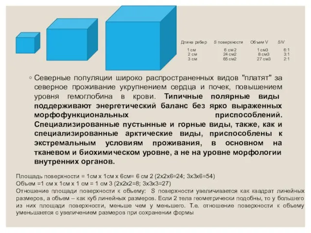 Длина ребер S поверхности Объем V S/V 1 cм 6 см