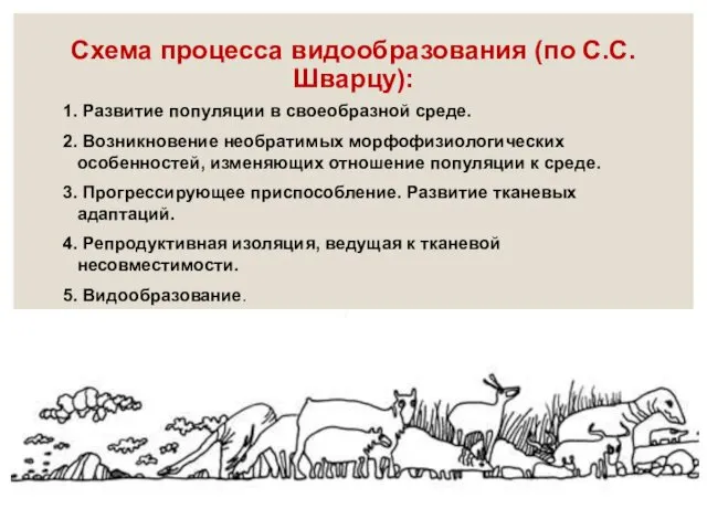 1. Развитие популяции в своеобразной среде. 2. Возникновение необратимых морфофизиологических особенностей,