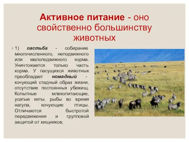 Активное питание - оно свойственно большинству животных 1) пастьба - собирание