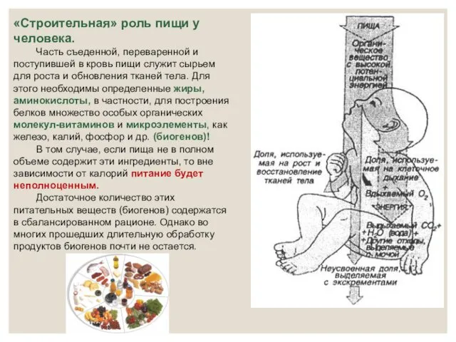 «Строительная» роль пищи у человека. Часть съеденной, переваренной и поступившей в