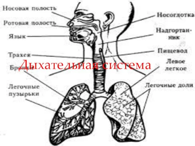 Дыхательная система