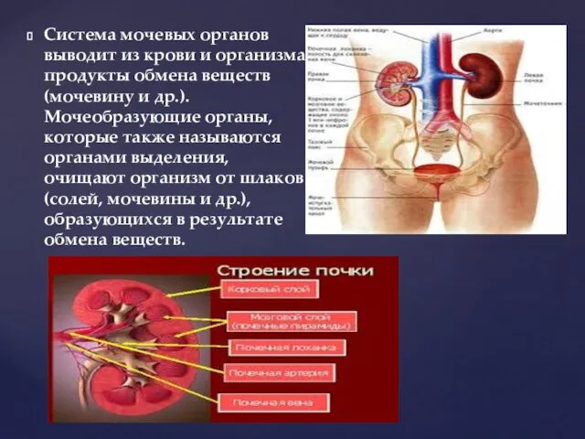 Система мочевых органов выводит из крови и организма продукты обмена веществ