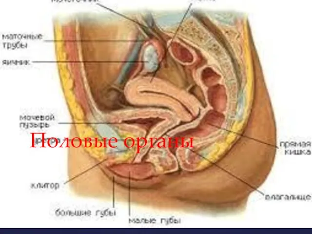 Половые органы