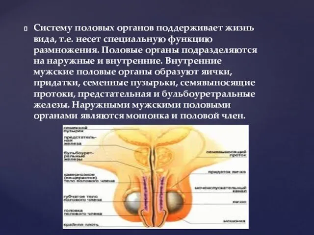 Систему половых органов поддерживает жизнь вида, т.е. несет специальную функцию размножения.