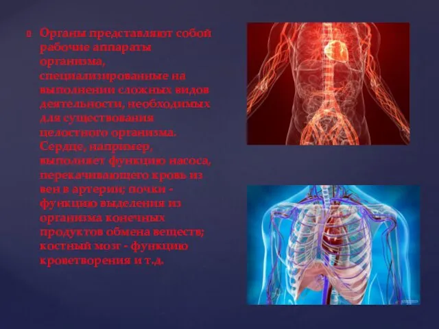 Органы представляют собой рабочие аппараты организма, специализированные на выполнении сложных видов