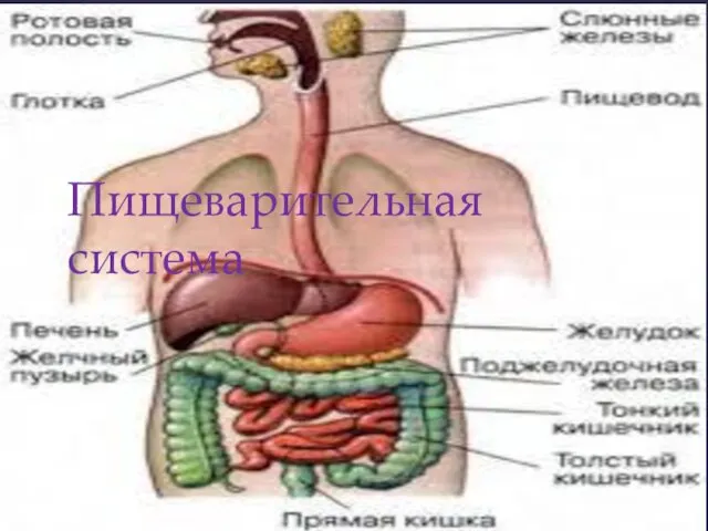 Пищеварительная система