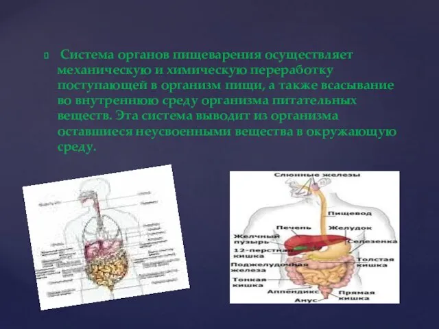 Система органов пищеварения осуществляет механическую и химическую переработку поступающей в организм