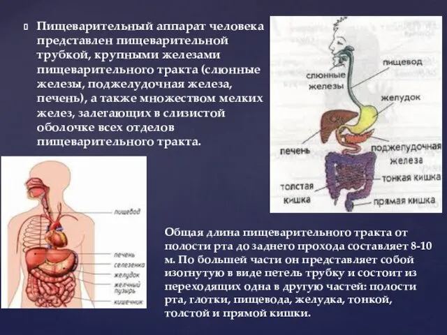 Пищеварительный аппарат человека представлен пищеварительной трубкой, крупными железами пищеварительного тракта (слюнные