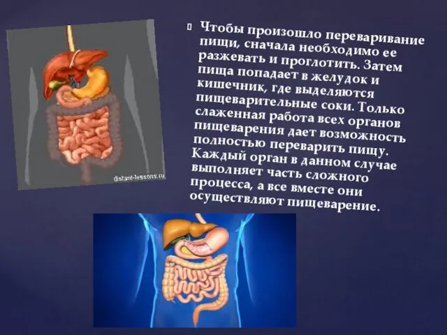 Чтобы произошло переваривание пищи, сначала необходимо ее разжевать и проглотить. Затем