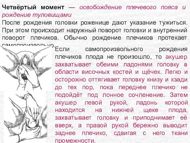 Четвёртый момент — освобождение плечевого пояса и рождение туловищами После рождения