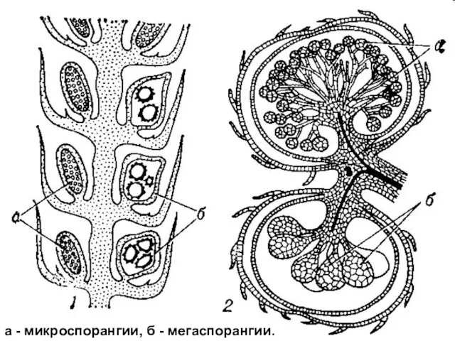 а - микроспорангии, б - мегаспорангии.