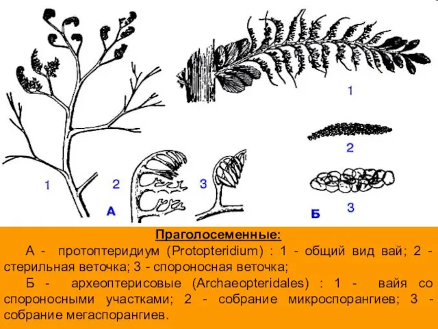 Праголосеменные: А - протоптеридиум (Protopteridium) : 1 - общий вид вай;